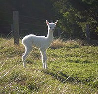 Jaspers Brush B And B