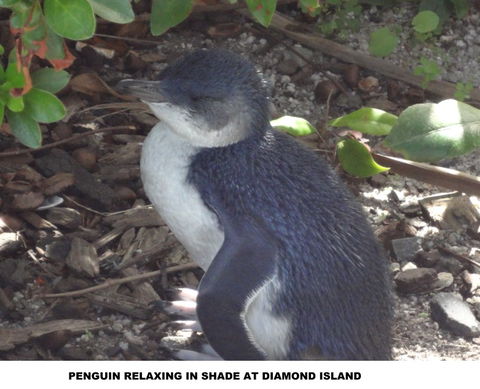 Diamond Island Resort - Accommodation Main Beach 2