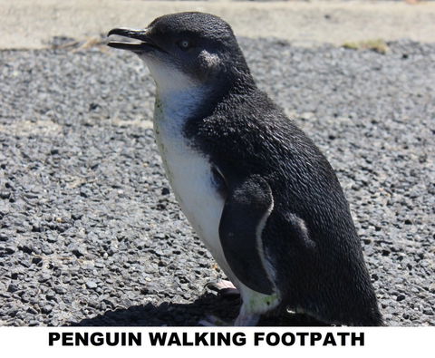 Diamond Island Resort - Accommodation Main Beach 4