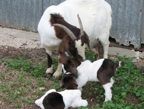 Redwing Shearer's Quarters - Accommodation Main Beach 0