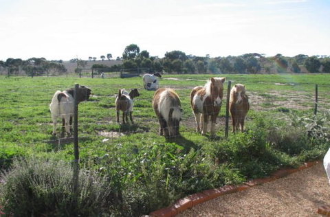 Redwing Shearer's Quarters - Accommodation Main Beach 1