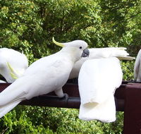 Lorikeet Lane BB - Accommodation Main Beach