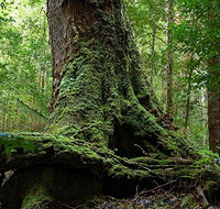 Land of the Giants Caravan Park