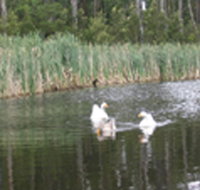 Summer Cottage - Accommodation Main Beach