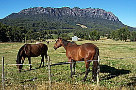 Hurlfield Farm Cottage - Accommodation Main Beach 0