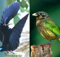 Chambers Wildlife Rainforest Lodges - Accommodation Main Beach