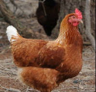 Avonmore Estate Biodynamic Winery - Accommodation Main Beach