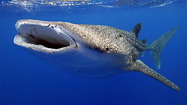 Exmouth Holiday Homes - Accommodation Main Beach