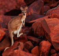 Dampier Mermaid Hotel Motel - Accommodation Main Beach