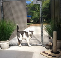 Caringbah Cat Hotel - Accommodation Main Beach