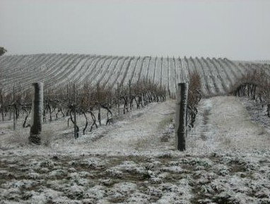 Turners Vineyard - Accommodation Main Beach 3