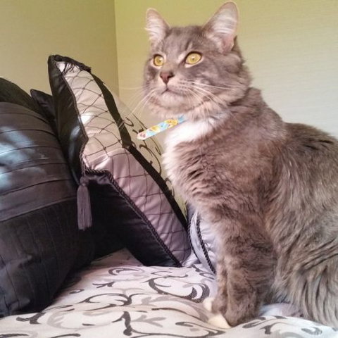 Cherry Blossum Residences - Lyndhurst - Accommodation Main Beach 2