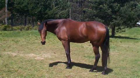 Carinya Park - Accommodation Main Beach 2