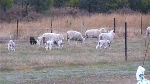 Auberge Woodend - Accommodation Main Beach 0