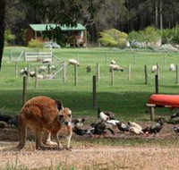 Diamond Forest Cottages and Farm Stay - Accommodation Main Beach