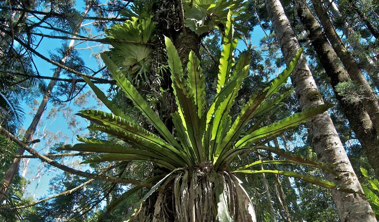 Whian Whian NSW Accommodation Main Beach