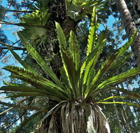 Rummery Park campground - Accommodation Main Beach