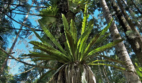 Rummery Park Campground - Accommodation Main Beach 0