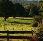 Pines on the Plateau - Accommodation Main Beach