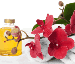 Sunny Hill Retreat Accommodation  Day Spa - Accommodation Main Beach