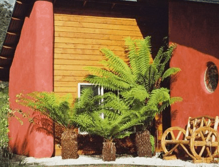 Whispering Spirit Cottage  Miniature Pony Stud - Accommodation Main Beach