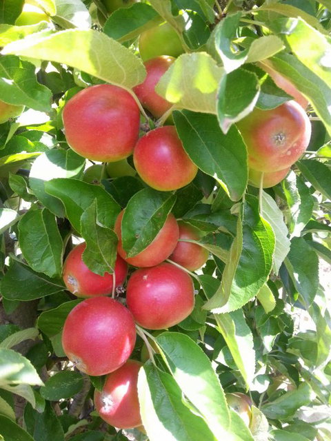 Ballachulish Farm Stay - Accommodation Main Beach 5