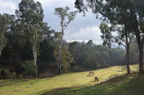 Nug Nug Wah Homestead - Accommodation Main Beach 2