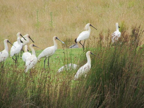 Tanja Lagoon Camp - Accommodation Main Beach 9