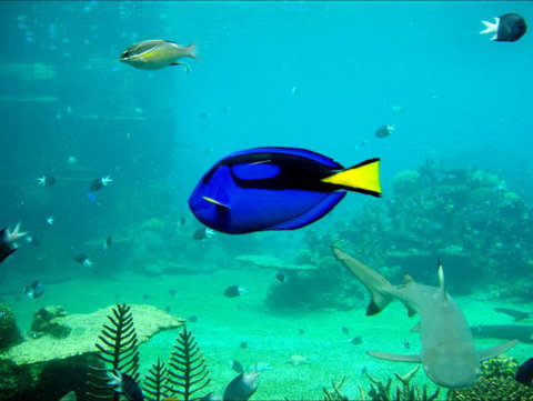 Villa Beach - Accommodation Main Beach 9