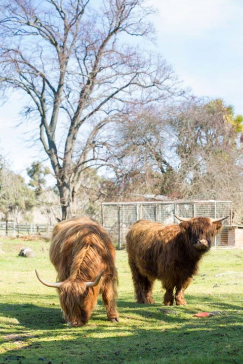 Ratho Farm - Accommodation Main Beach 8