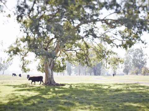 WillOaks B&B - Accommodation Main Beach 7