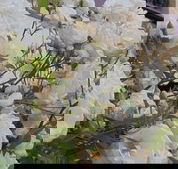 Old Post Office Guesthouse Carcoar