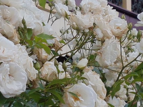 Old Post Office Guesthouse, Carcoar - Accommodation Main Beach 0