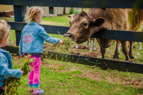 Tobruk Sydney Farm Stay - Accommodation Main Beach 2