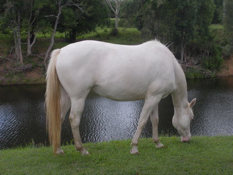 Imbil Bridge Farm And Homestead - Accommodation Main Beach 1