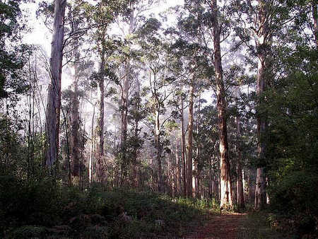 Pemberton  Forrest Cottages  - Accommodation Main Beach 1