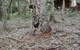 Pemberton  Forrest Cottages  - thumb 2
