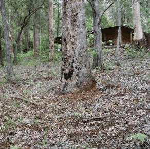 Pemberton  Forrest Cottages  - Accommodation Main Beach 2