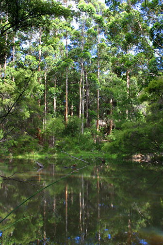 Peppermint Grove Retreat - Accommodation Main Beach 0
