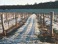 Treen Ridge Vineyard Accommodation - Accommodation Main Beach 1