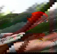 Barrington Tops Escapes