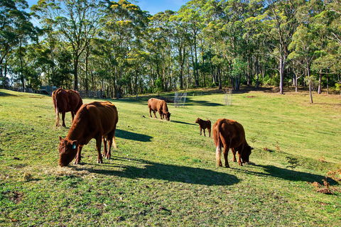 Gowan Ross Cottage - Accommodation Main Beach 1