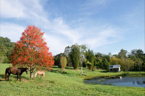 Nimbin Waterfall Retreat - Accommodation Main Beach 1