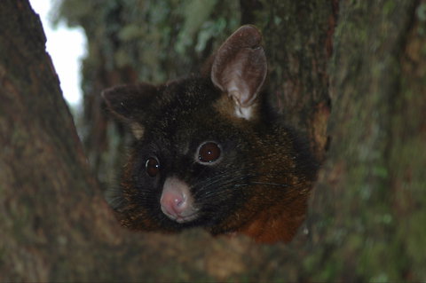 Newry Park Cottage - Accommodation Main Beach 2