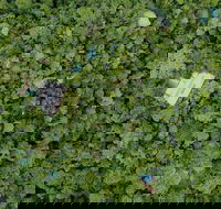 Sanctuary Retreat - Accommodation Main Beach