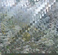 Waratah Gully campground - Accommodation Main Beach