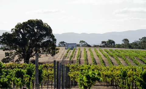 Hounds Run Vineyard - Accommodation Main Beach 1