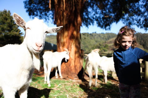 Valley View Nature Retreat - Accommodation Main Beach 2