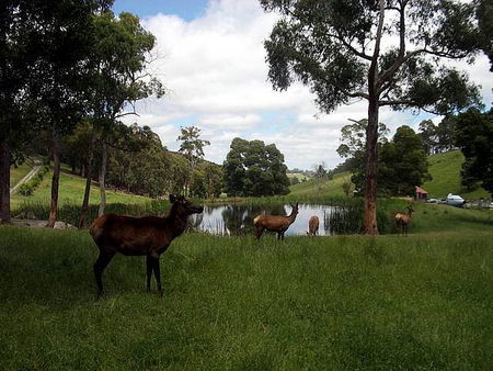 Gracefield Cottage - Accommodation Main Beach 3