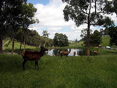 Gracefield Cottage - Accommodation Main Beach 4